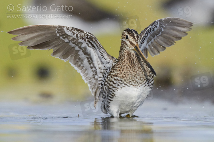 Common Snipe, adult taking a bath