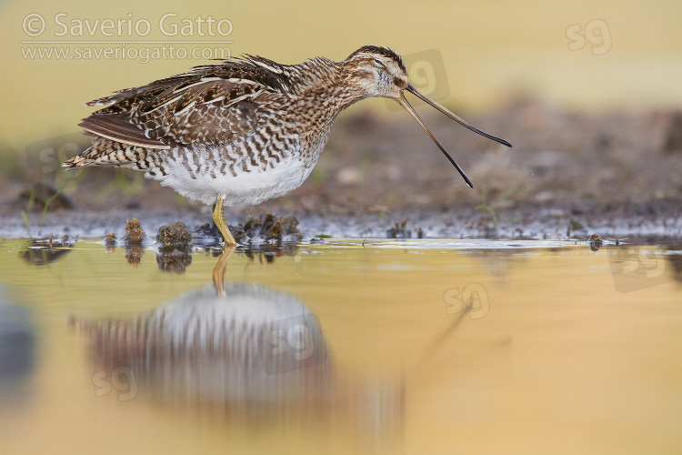 Common Snipe