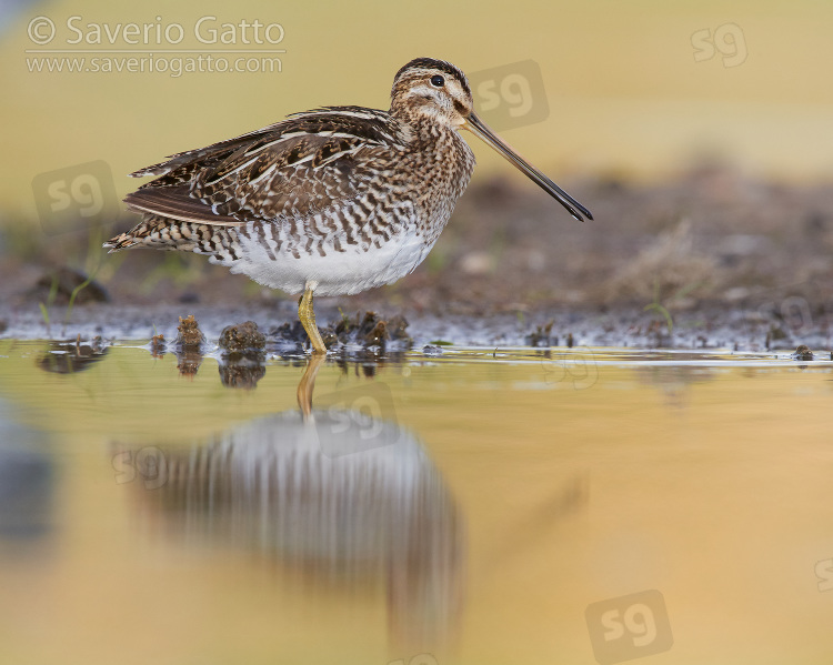 Common Snipe, side view of an adult standing in the water