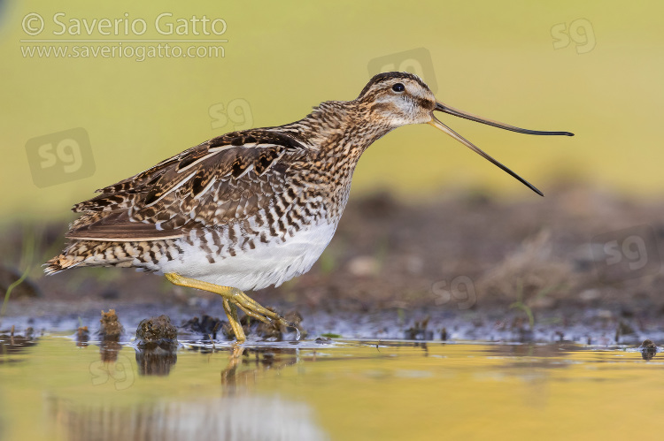 Common Snipe, side view of an adult opening its bill