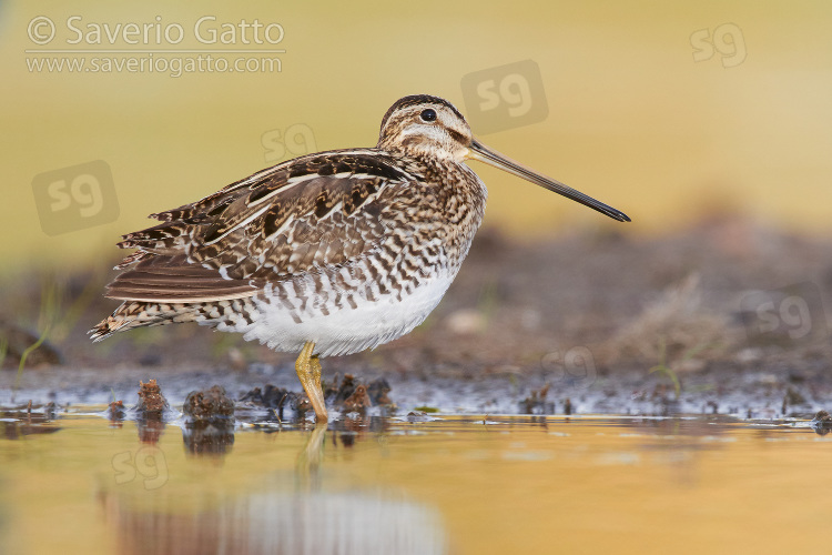 Common Snipe, side view of an adult standing in the water