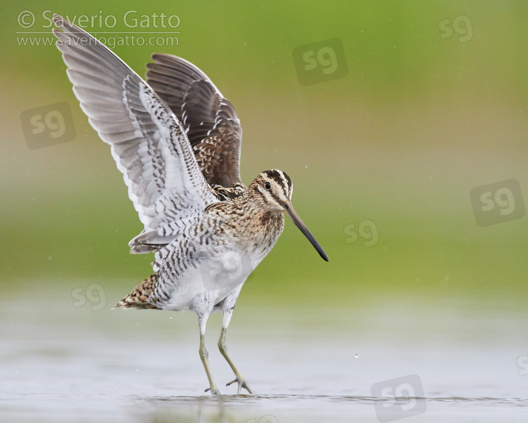 Common Snipe, adult taking off from the water