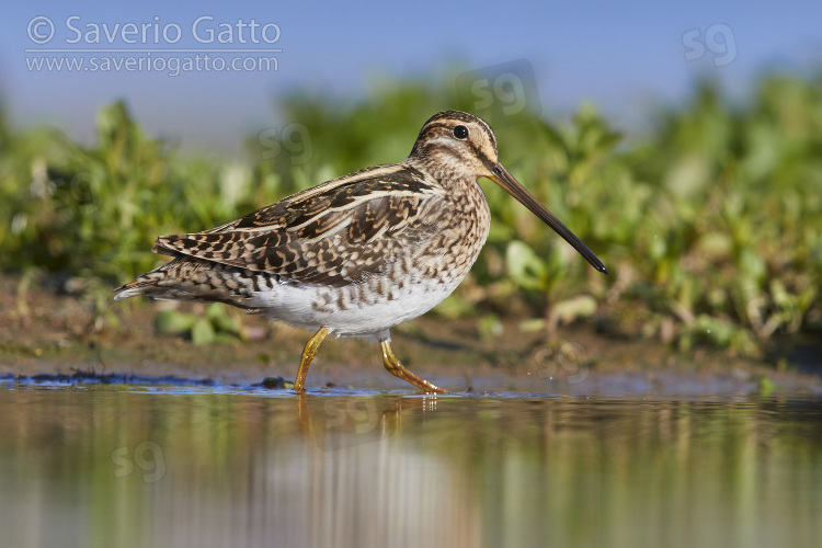 Common Snipe