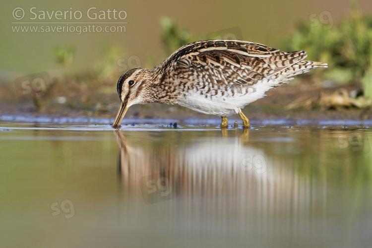 Common Snipe