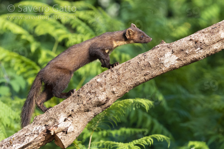 Pine Marten, adult climbing a trunk