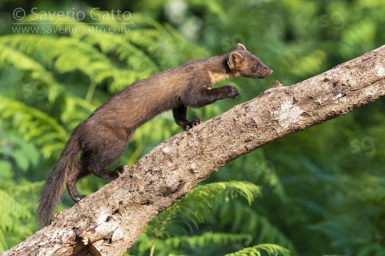 Pine Marten, adult climbing a trunk