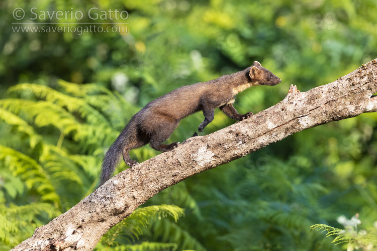 Pine Marten, adult climbing a trunk