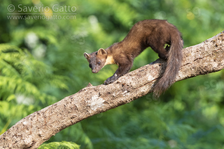 Pine Marten, adult on a trunk