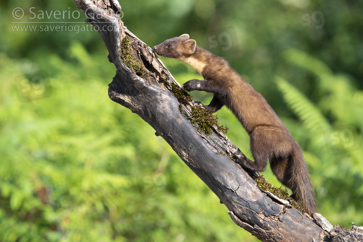 Pine Marten, adult climbing a trunk