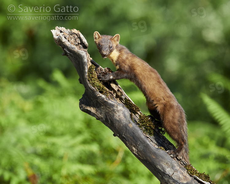 Pine Marten, adult standing on a trunk