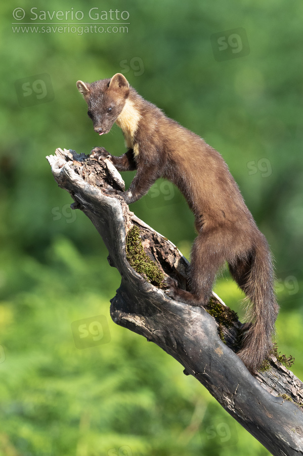 Pine Marten, adult standing on a trunk