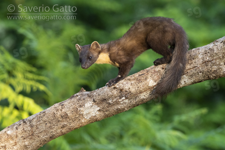 Pine Marten, adult standing on a trunk