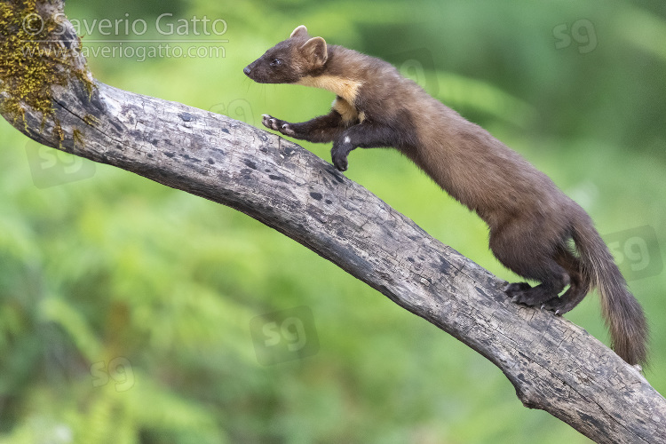 Pine Marten, adult climbing a trunk