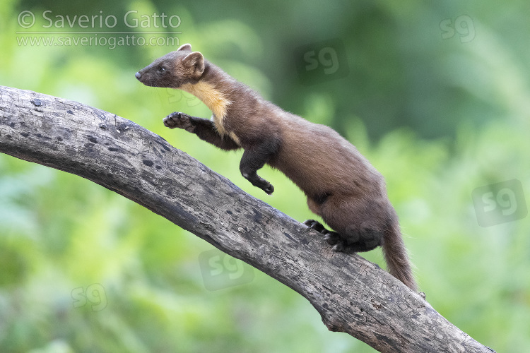 Pine Marten, adult climbing a trunk