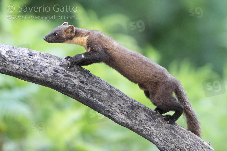 Pine Marten, adult climbing a trunk