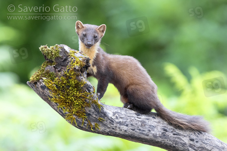 Pine Marten, adult standing on an old trunk