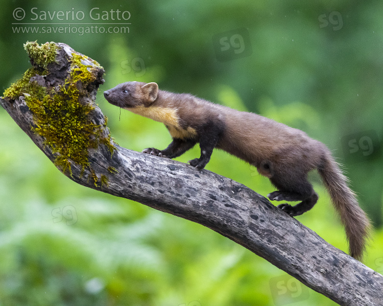 Pine Marten, adult climbing a trunk