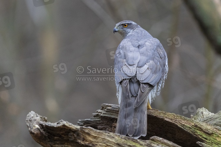 Northern Goshawk, adult standing on an old trunk seen from the back