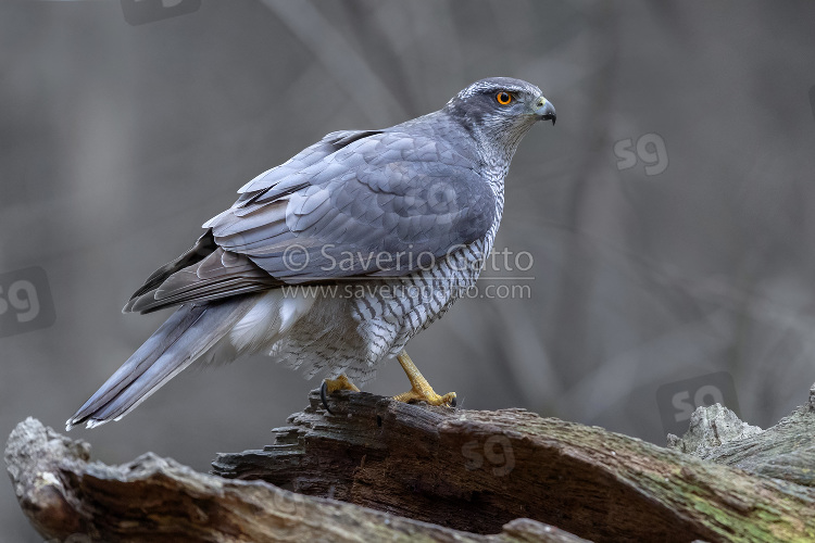 Northern Goshawk, side view of an adult standing on an old trunk