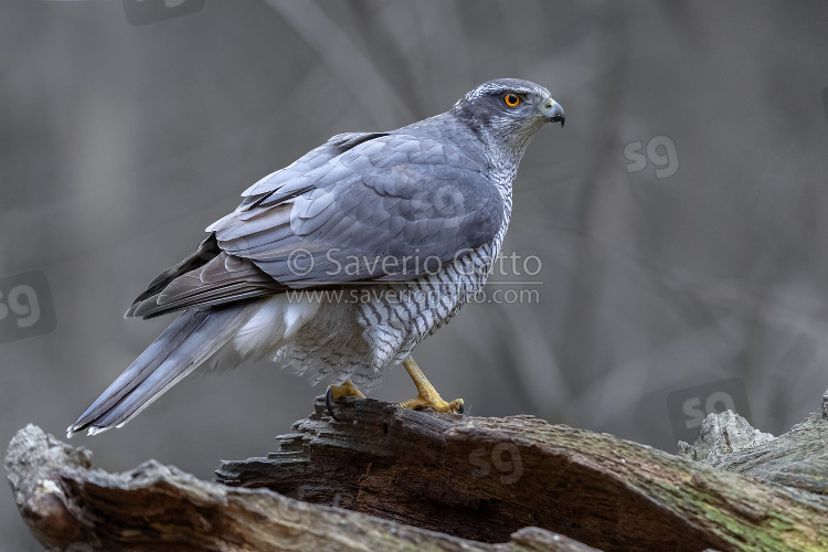 Northern Goshawk