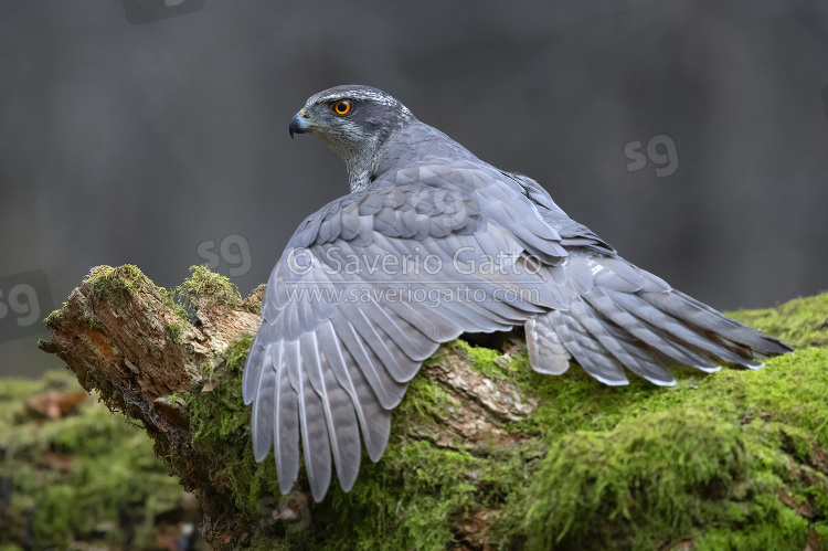Northern Goshawk, side view of an adult mantling its prey