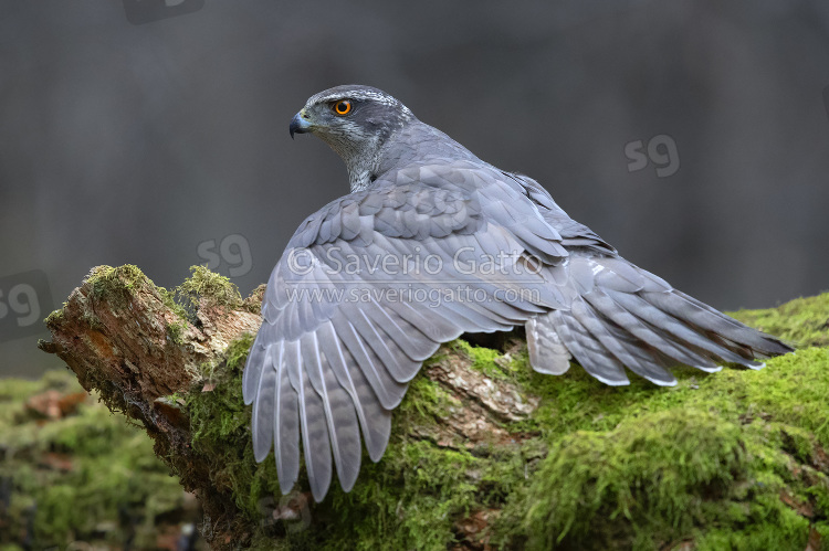 Northern Goshawk