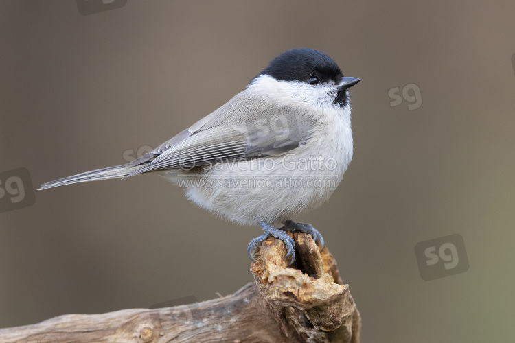 Marsh Tit, side view of an adult standing on a dead branch