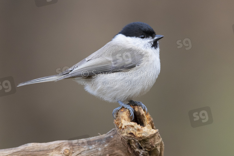 Marsh Tit