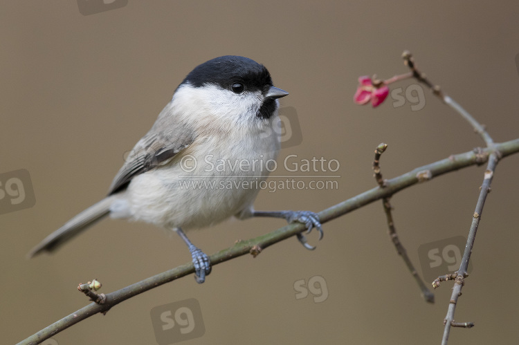 Marsh Tit, adult perched on a branch