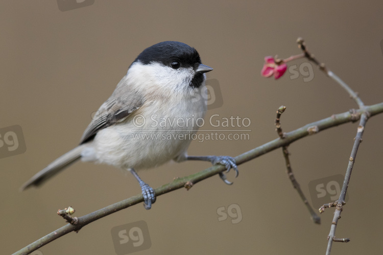 Marsh Tit