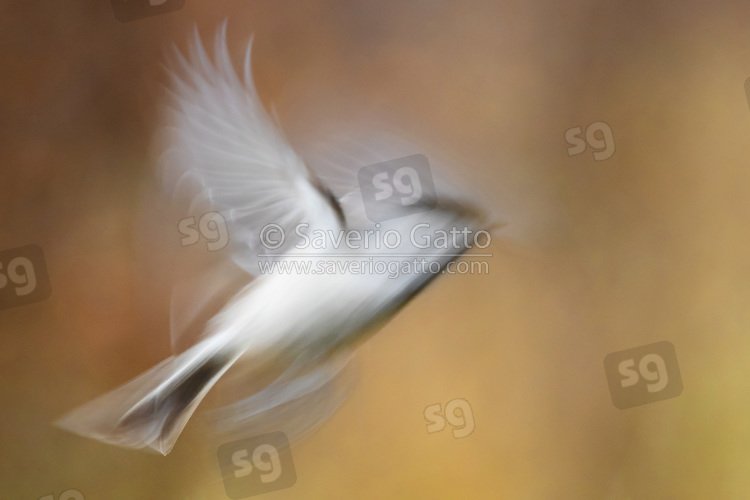 Marsh Tit, adult in flight taken with long exposure