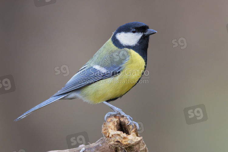 Great Tit, side view of an adult standing on a dead branch