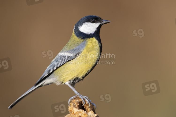 Great Tit, side view of an adult standing on a dead branch