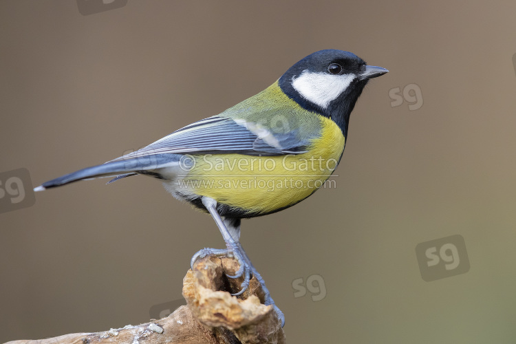 Great Tit, side view of an adult standing on a dead branch