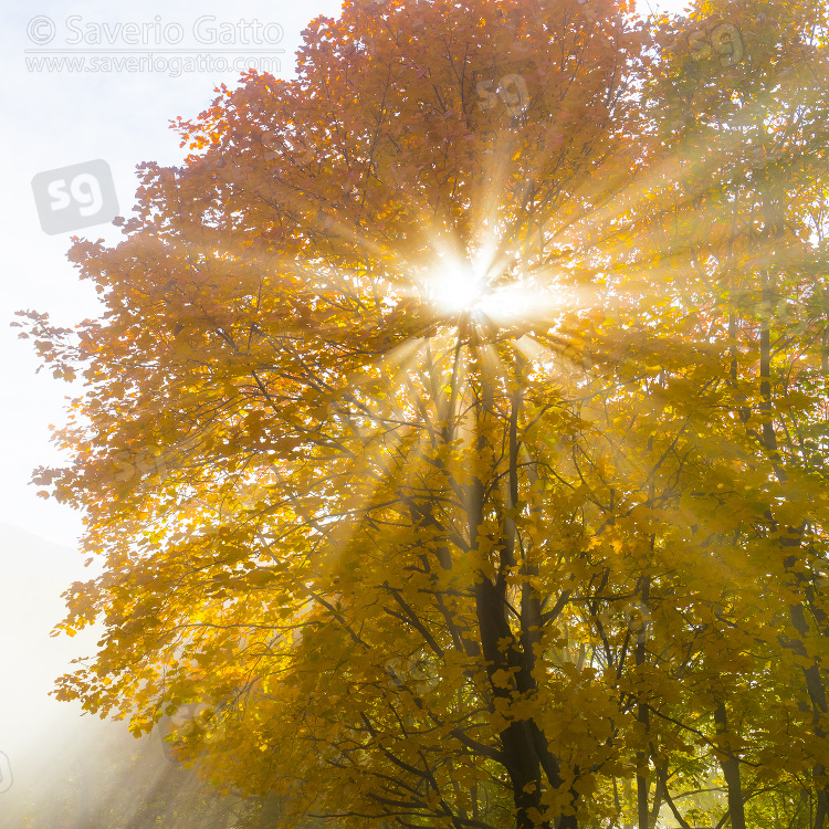 Acero di monte, esemplare in autunno in controluce