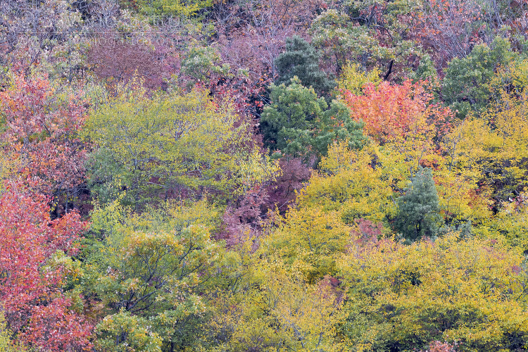 Alberi in autunno, pattern di alberi in autunno