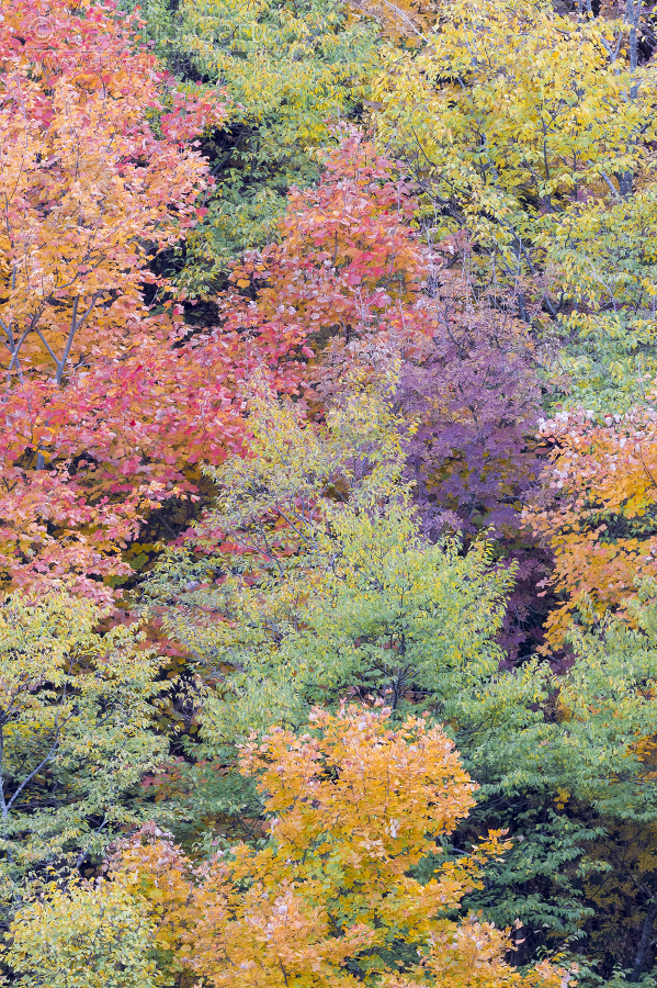 Autumnal trees, pattern of trees with autumn leaves
