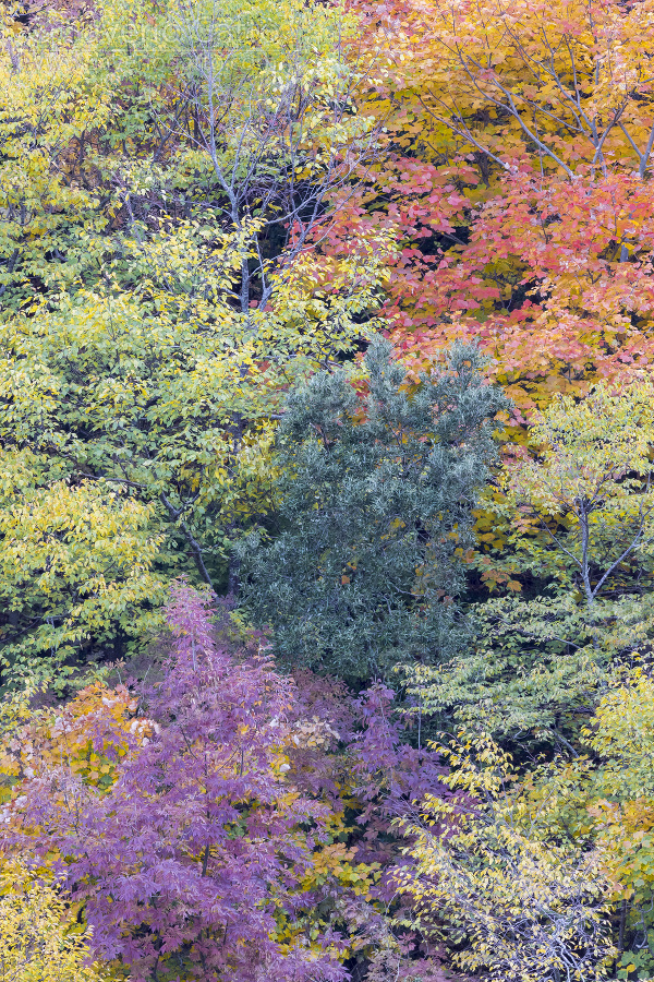 Autumnal trees, pattern of trees with autumn leaves