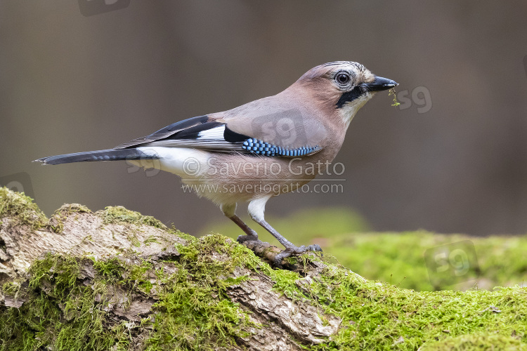 Eurasian Jay, side view of an adult standing on an old trunk