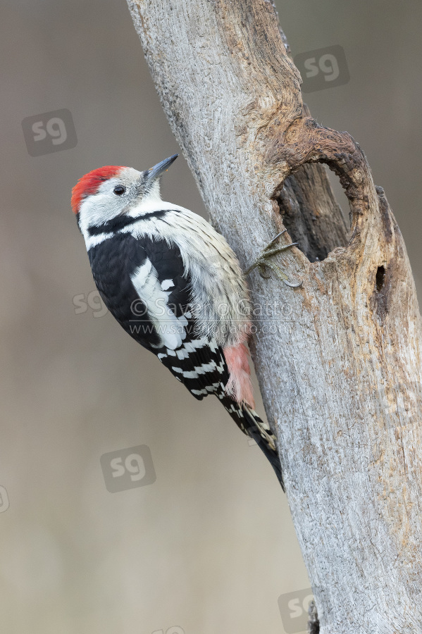 Middle Spotted Woodpecker, side view of an adult male perched on an old trunk