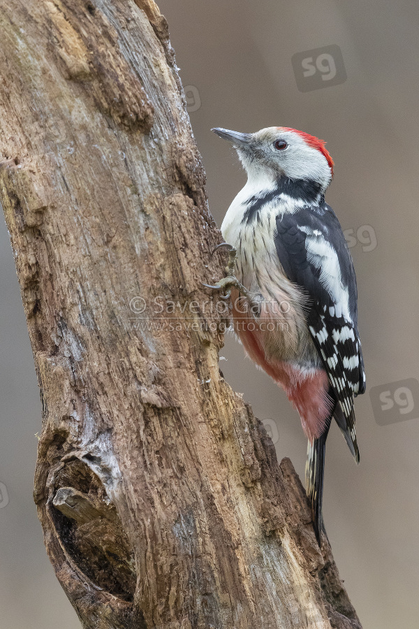 Middle Spotted Woodpecker, side view of an adult male perched on an old trunk