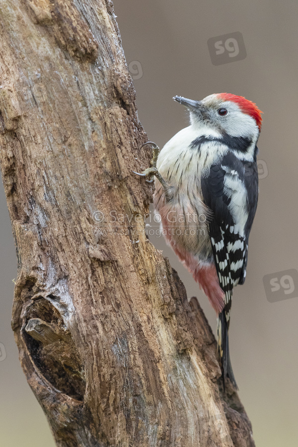 Middle Spotted Woodpecker, side view of an adult male perched on an old trunk