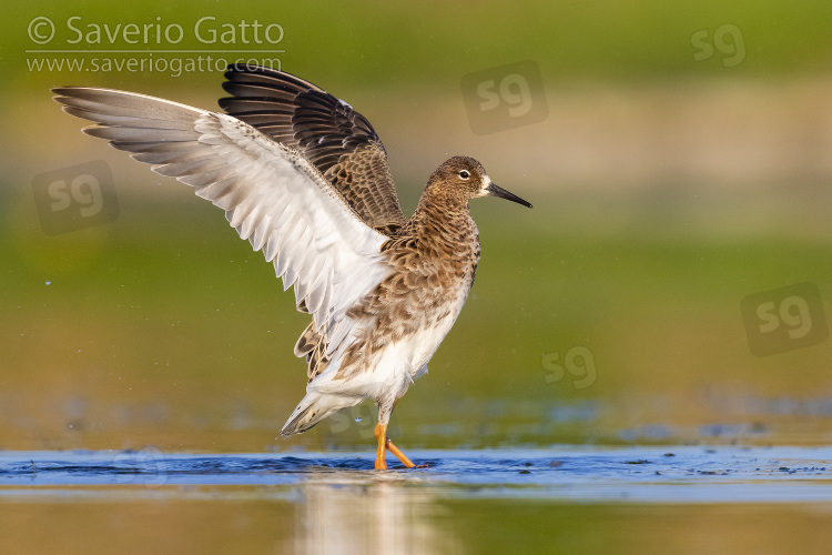 Ruff, side view of an adult female taking a bath in a pond