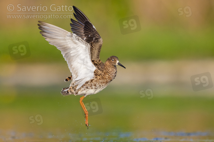 Ruff, side view of an adult female in flight