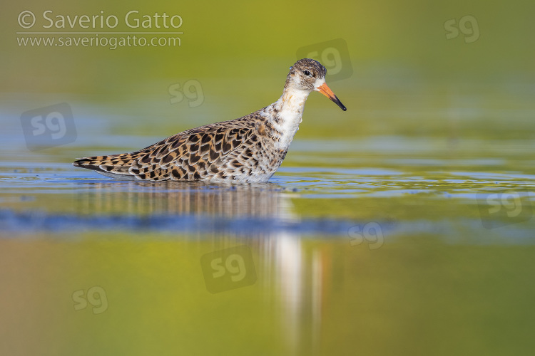 Ruff, side view of an adult male standing in the water