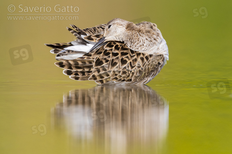 Ruff, adult female preening in a pond