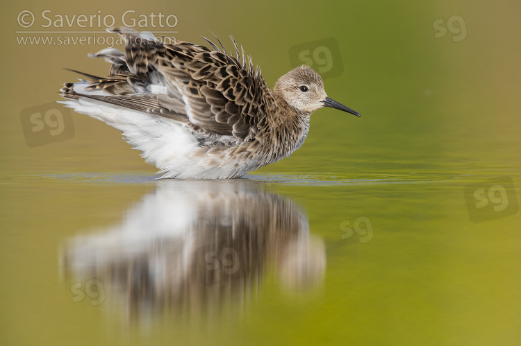 Ruff, adult female taking a bath