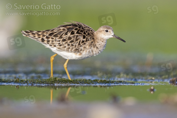 Ruff, side view of an adult female in a pond