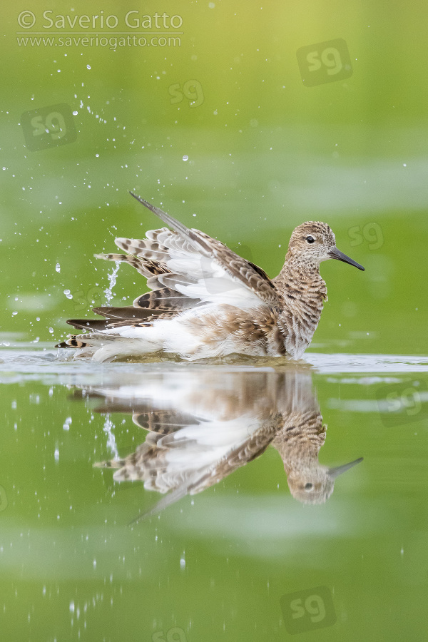 Ruff, side view of an adult female taking a bath in a pond