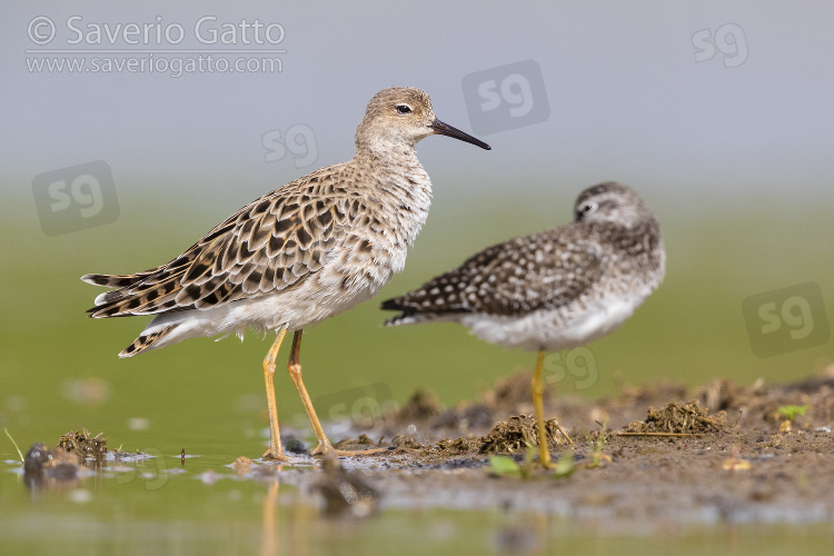 Ruff, adult female standing in a pond